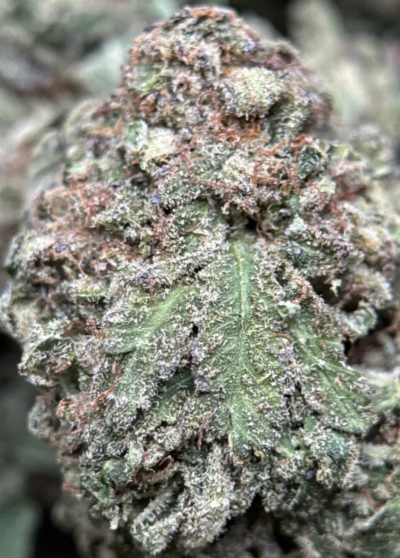 Purple Snake deep green and violet buds with crystalline trichomes 4