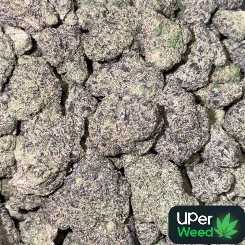 Purple Zushi emerald-green flower with purple undertones and orange hairs 2