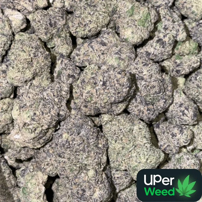 Purple Zushi emerald-green flower with purple undertones and orange hairs 3