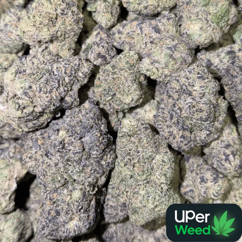 Purple Zushi emerald-green flower with purple undertones and orange hairs 4