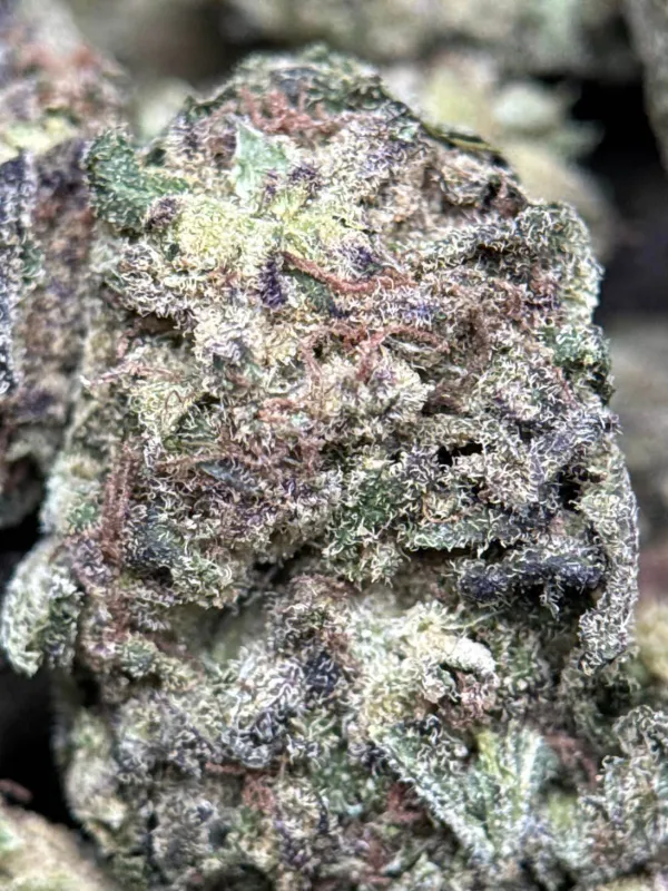 Purple pink and green Runtz Muffin buds with orange pistils and sparkling trichomes 2