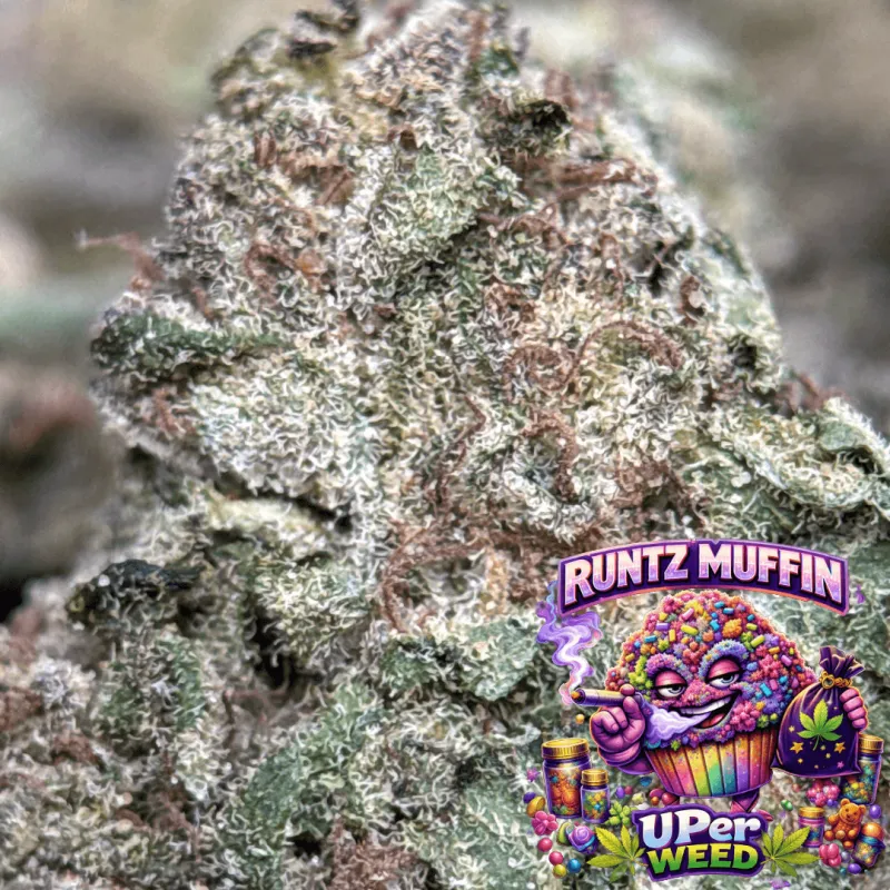 Purple pink and green Runtz Muffin buds with orange pistils and sparkling trichomes 3