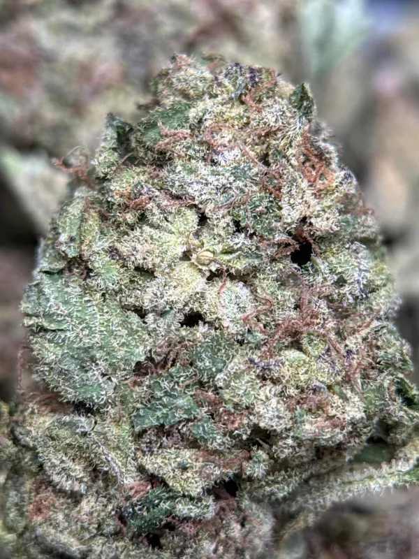 Purple pink and green Runtz Muffin buds with orange pistils and sparkling trichomes 4
