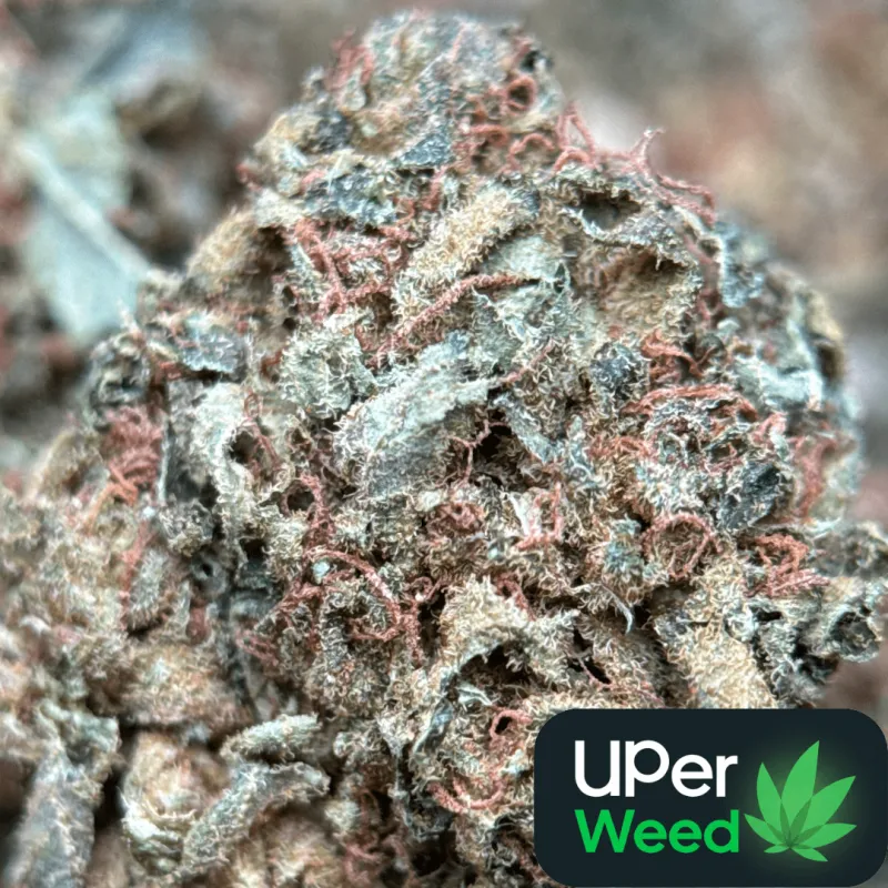 Light-green Sour Diesel buds with orange pistils and crystalline trichomes 1