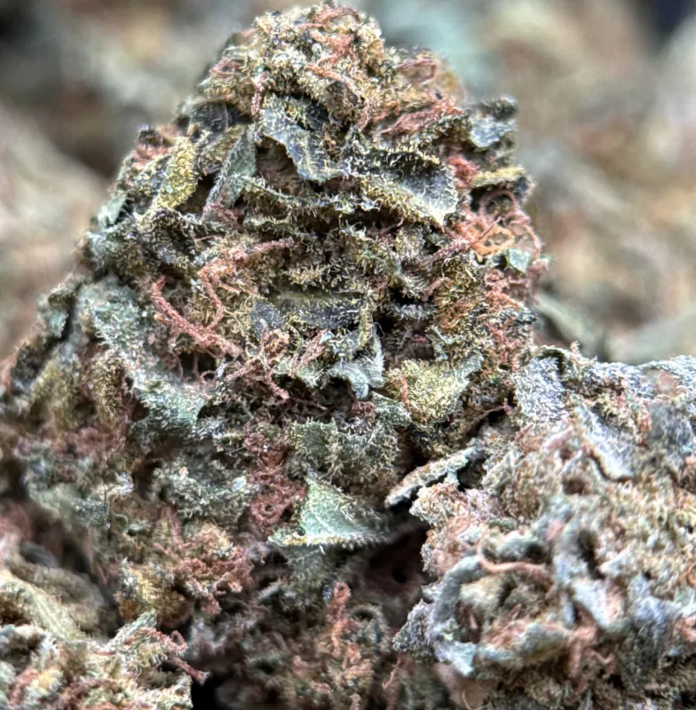 Light-green Sour Diesel buds with orange pistils and crystalline trichomes 3