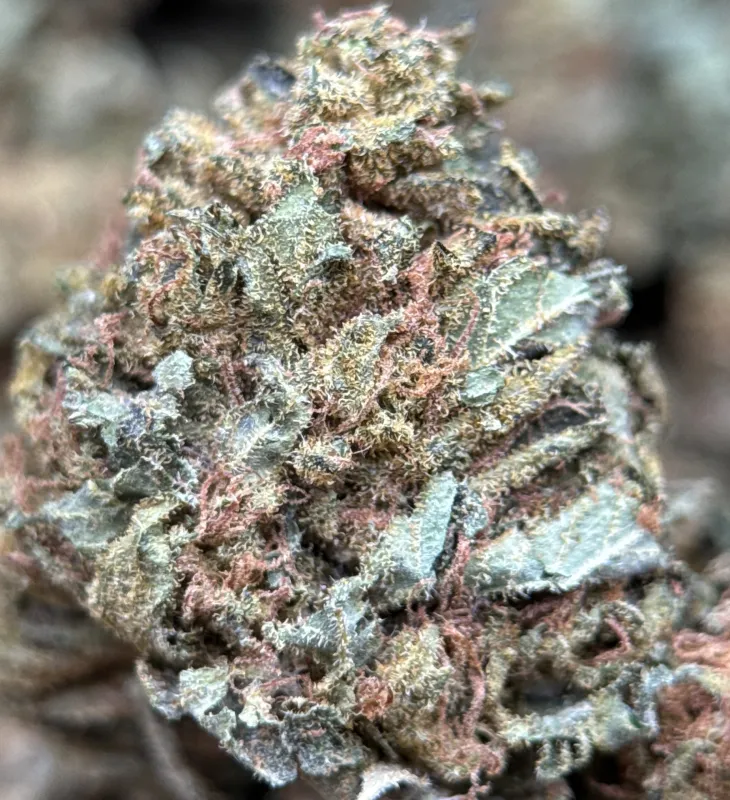 Light-green Sour Diesel buds with orange pistils and crystalline trichomes 4