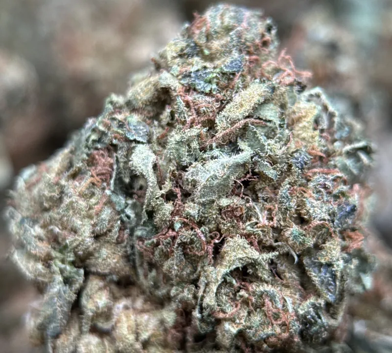 Light-green Sour Diesel buds with orange pistils and crystalline trichomes 5