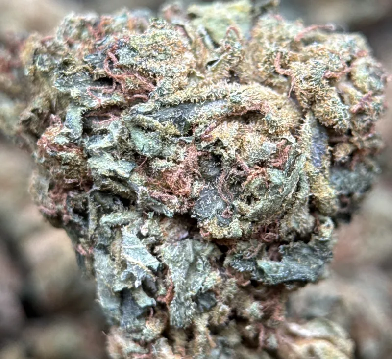 Light-green Sour Diesel buds with orange pistils and crystalline trichomes 6
