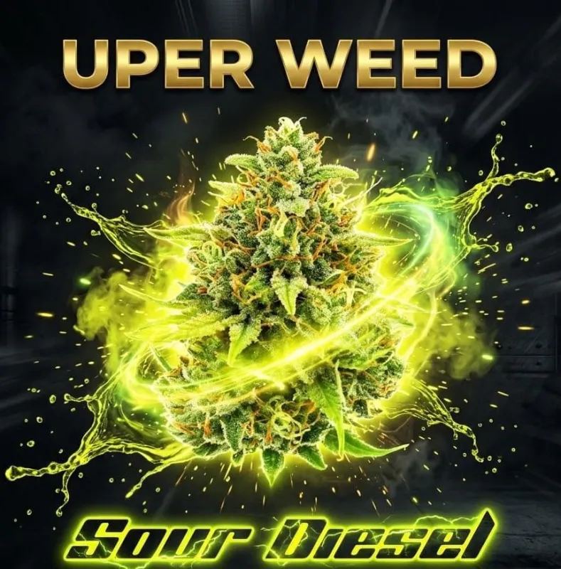 Sour Diesel AA+ dense trichome-coated cannabis flower 2