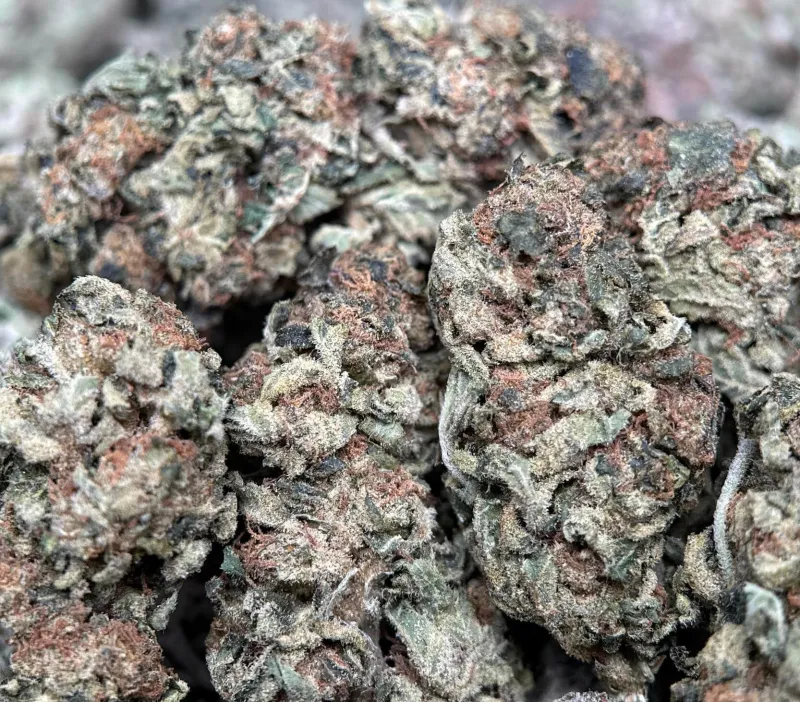 Purple-tinted Super Girl buds with orange pistils and white trichome frost 2