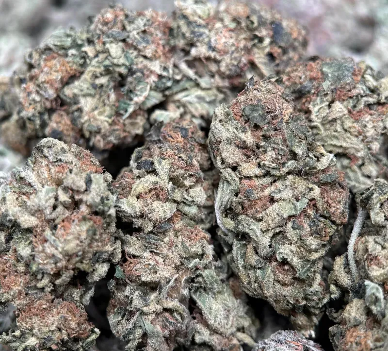 Purple-tinted Super Girl buds with orange pistils and white trichome frost 5