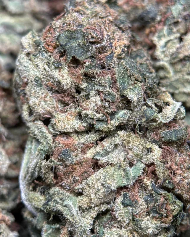Purple-tinted Super Girl buds with orange pistils and white trichome frost 6