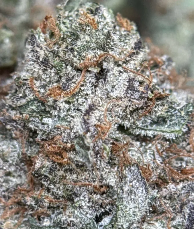 Sweet Gas indica cannabis flower 2