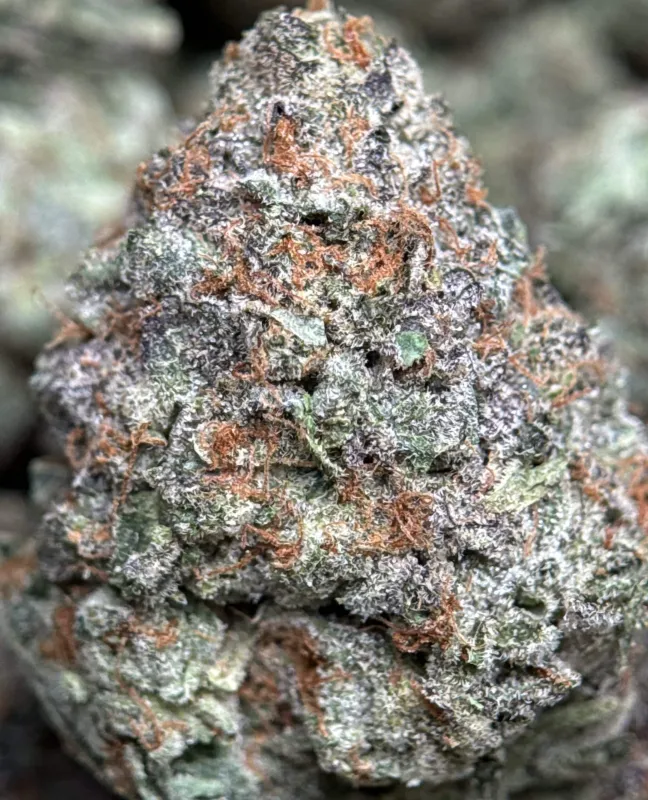 Sweet Gas indica cannabis flower 3