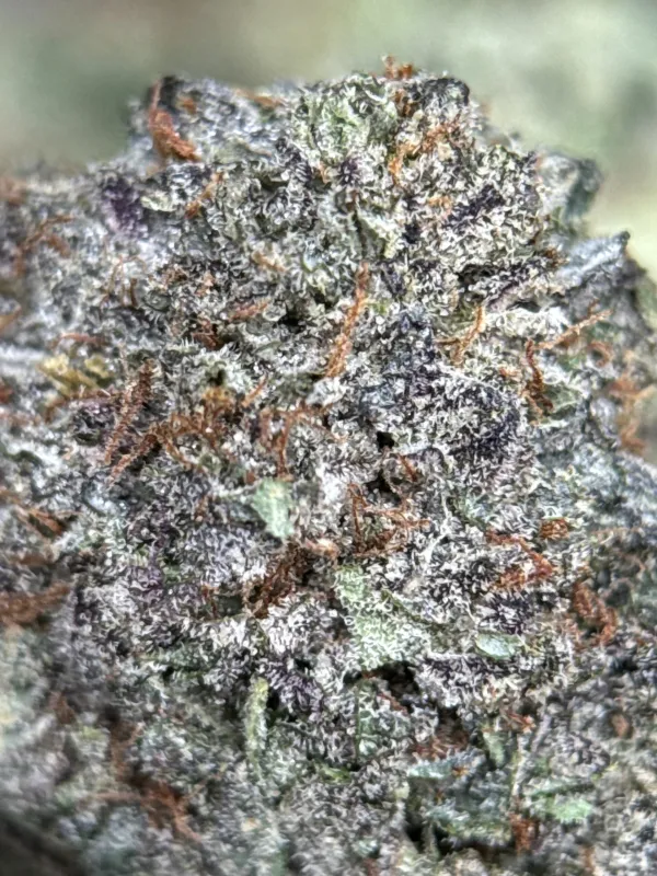 Sweet Gas indica cannabis flower 5