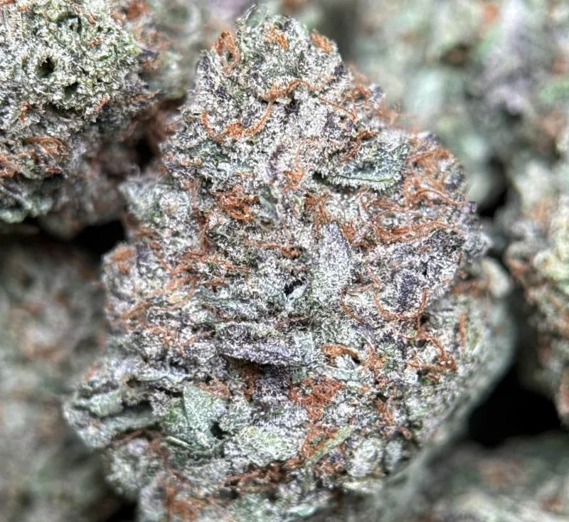 Sweet Gas indica cannabis flower 7
