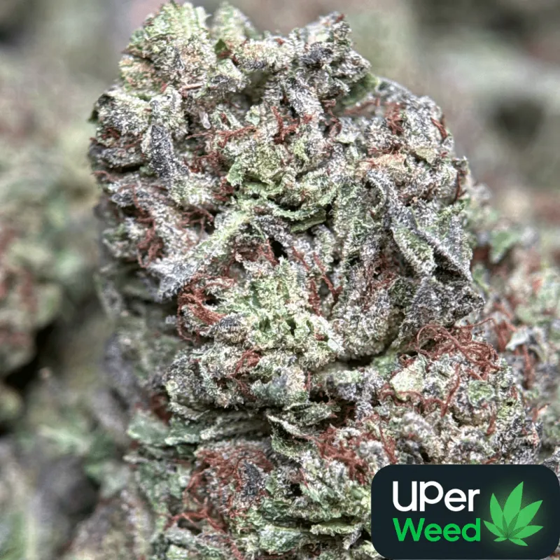Ultra Pink cannabis buds with pink-tinted trichomes 2