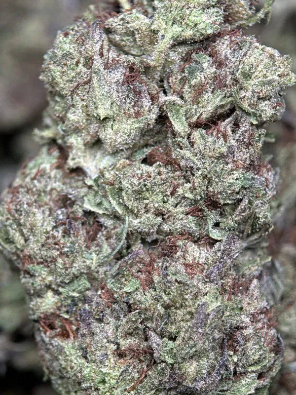 Ultra Pink cannabis buds with pink-tinted trichomes 3
