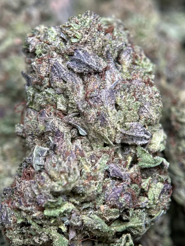 Ultra Pink cannabis buds with pink-tinted trichomes 4