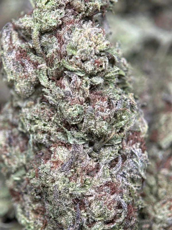 Ultra Pink cannabis buds with pink-tinted trichomes 5
