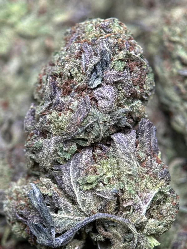 Ultra Pink cannabis buds with pink-tinted trichomes 8
