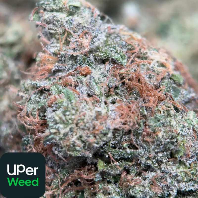 Astro Blackhole Indica