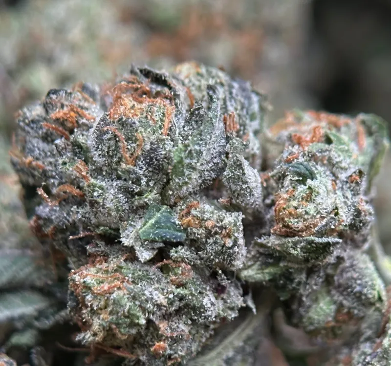 Pink Boss indica cannabis flower 3