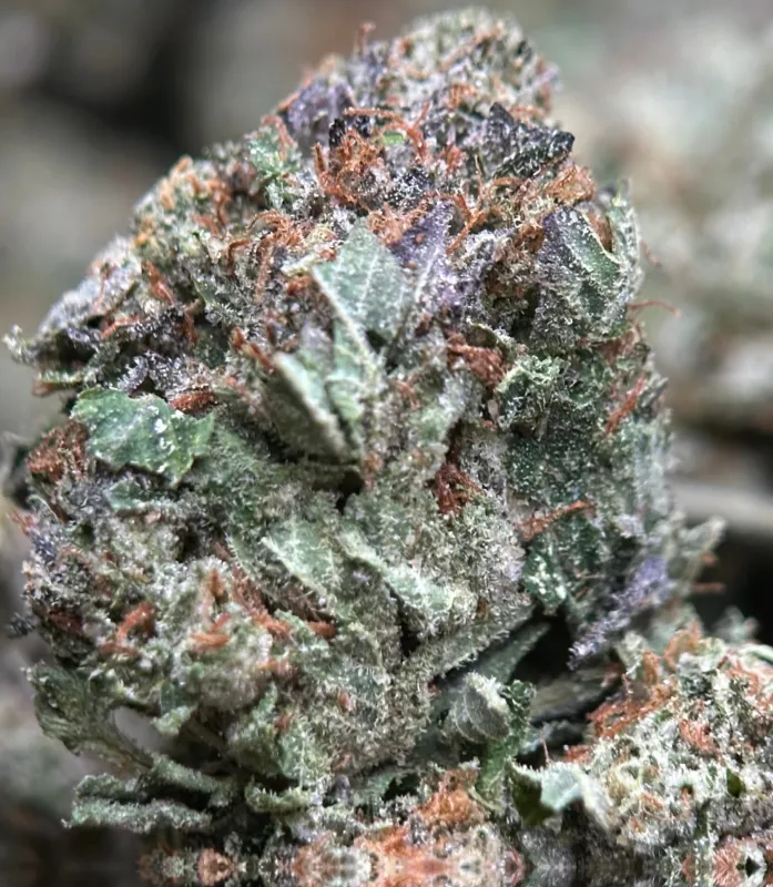 Pink Boss indica cannabis flower 4