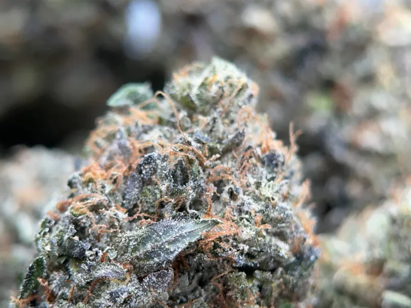 Pink Goo forest-green frosted buds with pink and orange pistils 2