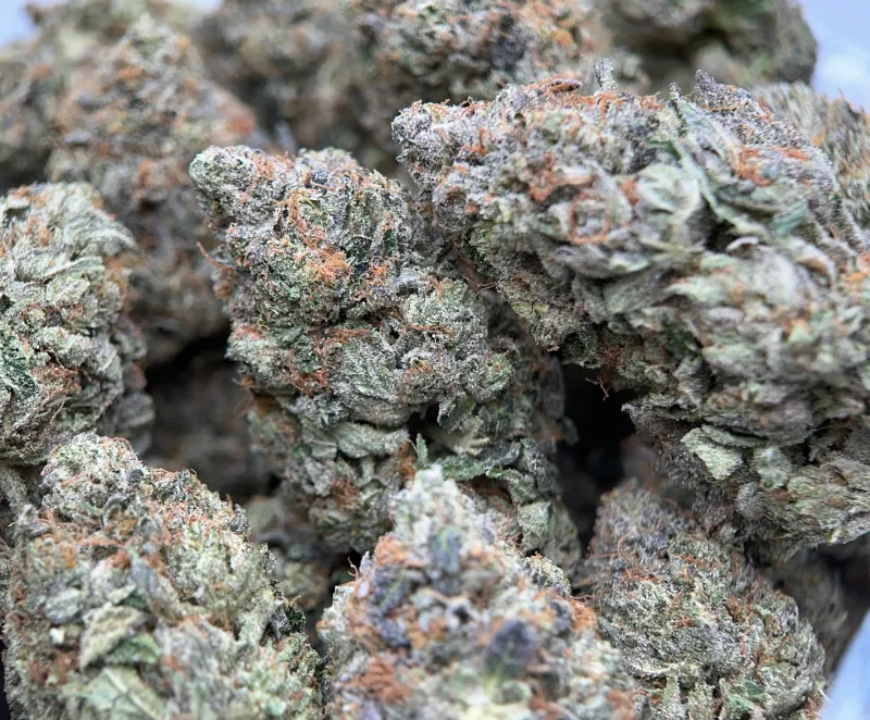 Pink Goo forest-green frosted buds with pink and orange pistils 3