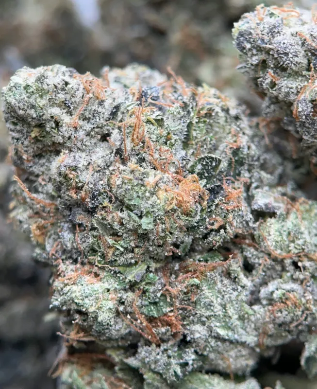 Pink Goo forest-green frosted buds with pink and orange pistils 4