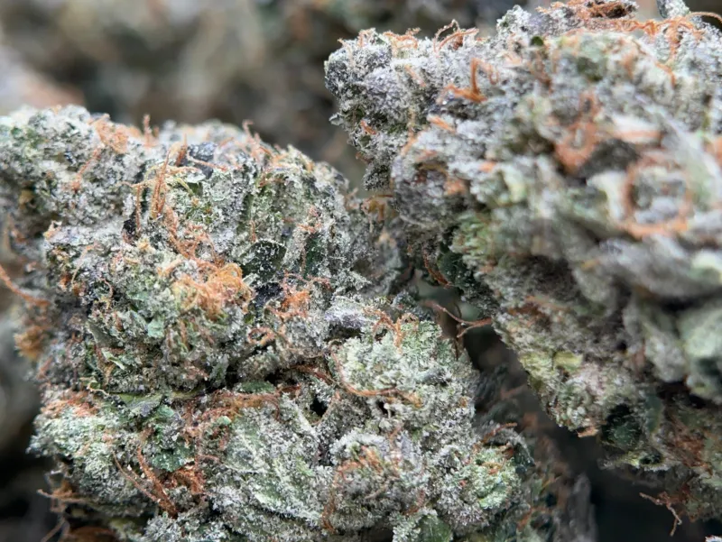 Pink Goo forest-green frosted buds with pink and orange pistils 5
