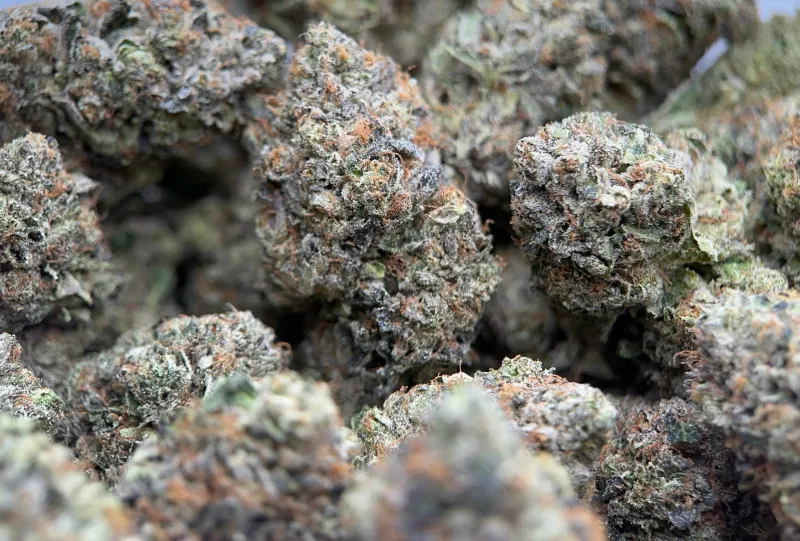 Pink Goo forest-green frosted buds with pink and orange pistils 6