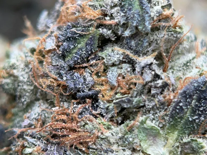 Pink Goo forest-green frosted buds with pink and orange pistils 7