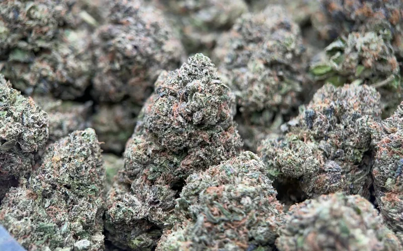 Pink Plug indica cannabis flower 2