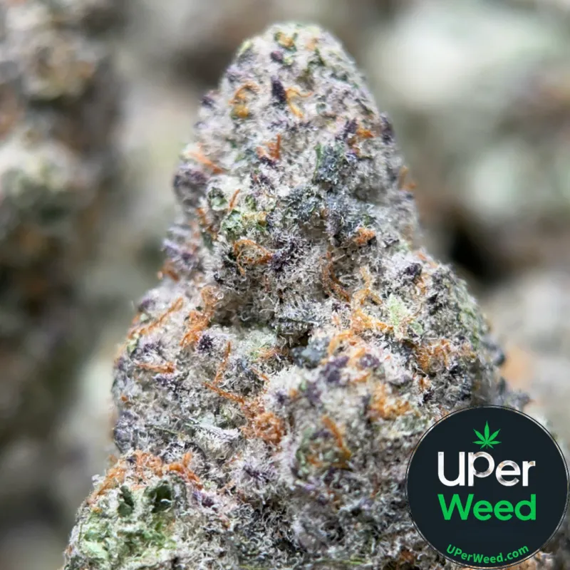Watermelon Zkittlez Haze