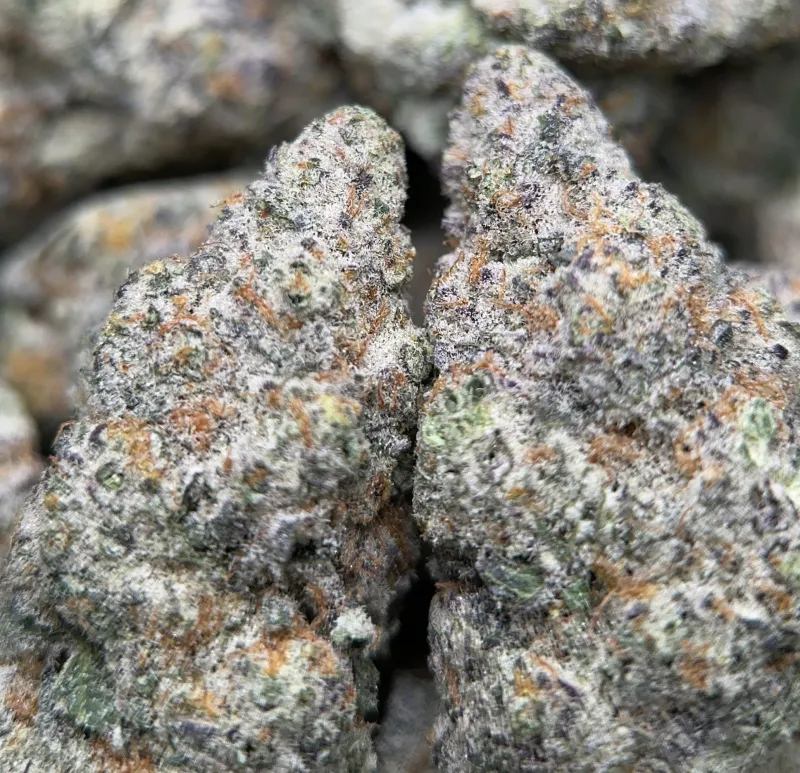 Dense Watermelon Zkittlez Haze cannabis buds with trichomes 2