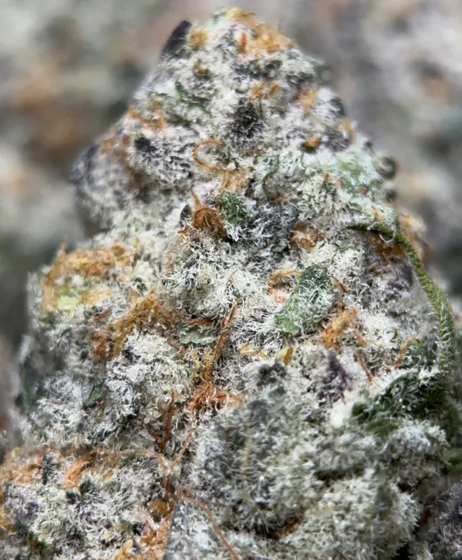Dense Watermelon Zkittlez Haze cannabis buds with trichomes 3