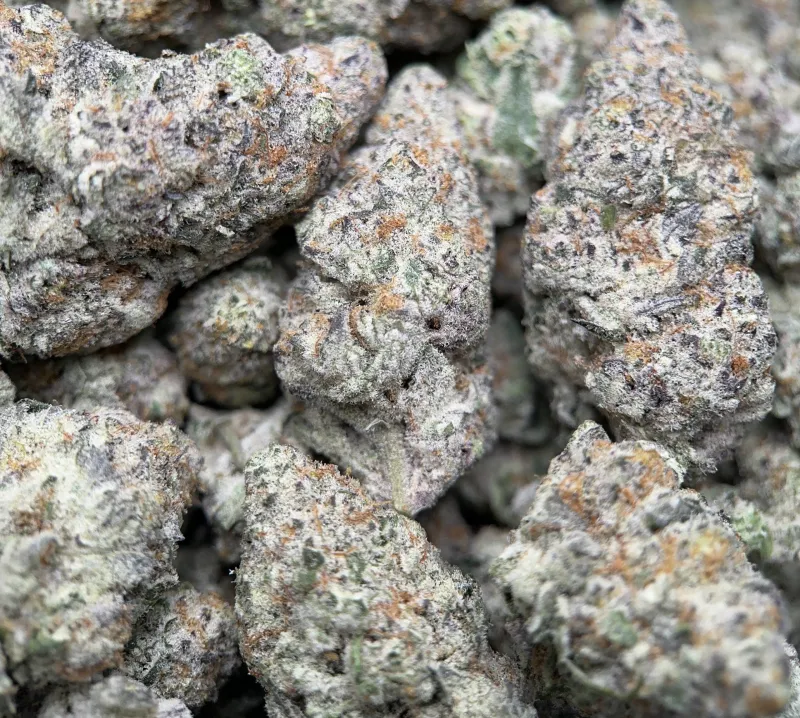 Dense Watermelon Zkittlez Haze cannabis buds with trichomes 4