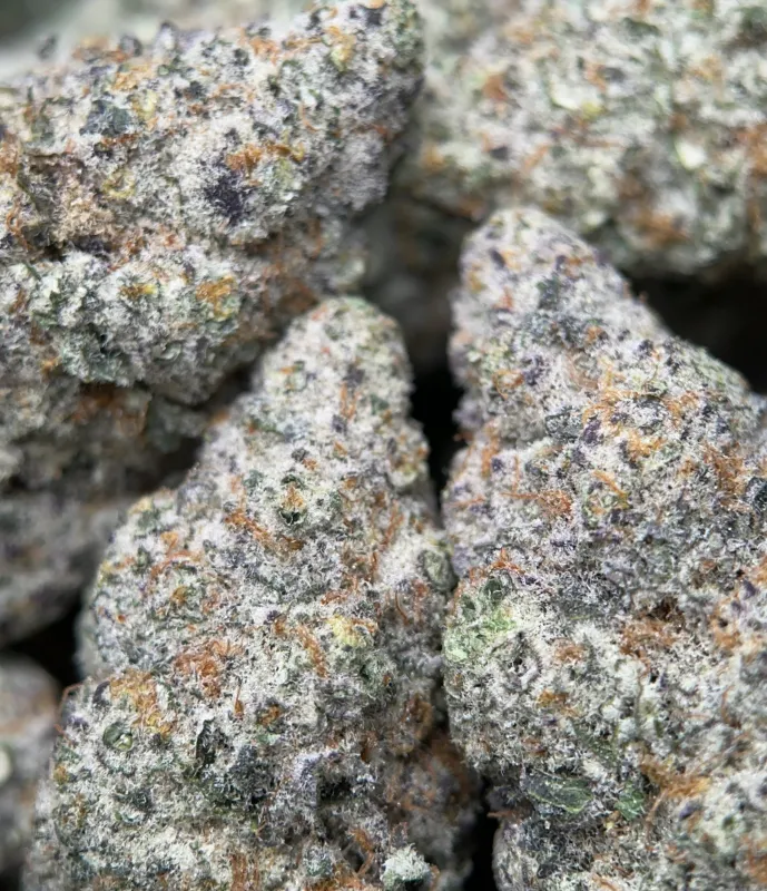 Dense Watermelon Zkittlez Haze cannabis buds with trichomes 5