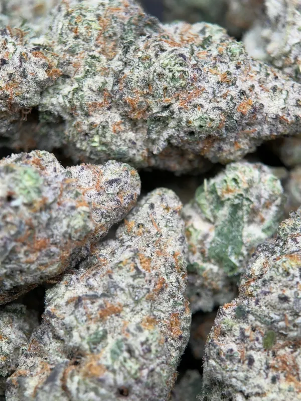 Dense Watermelon Zkittlez Haze cannabis buds with trichomes 7