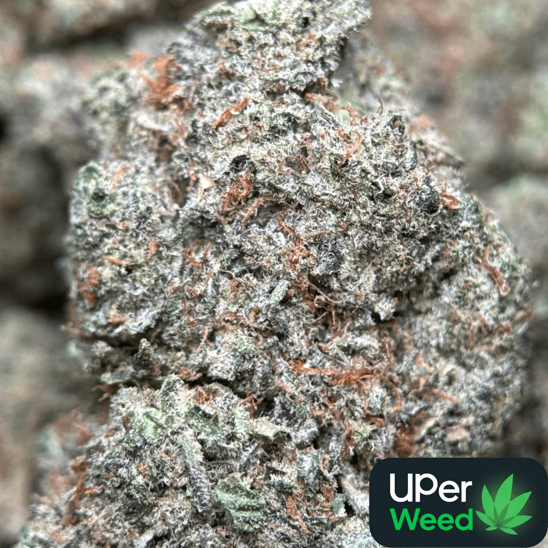 White Diamond neon-green cannabis buds covered in white trichomes 2