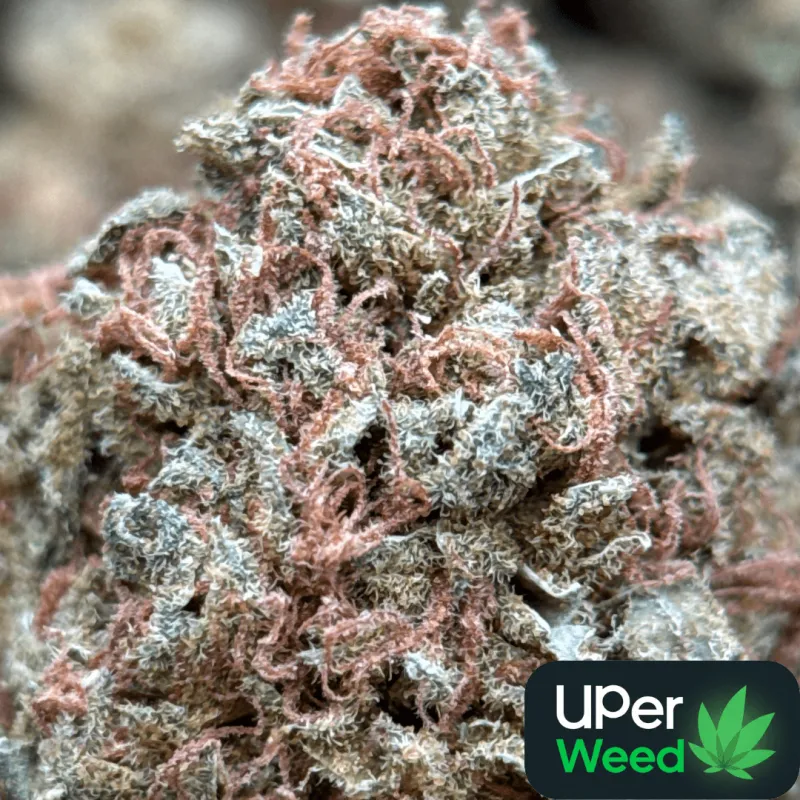 White Widow dense cannabis buds covered in white trichomes 1