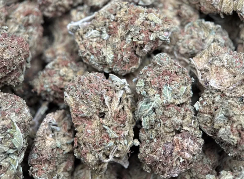 White Widow dense cannabis buds covered in white trichomes 3
