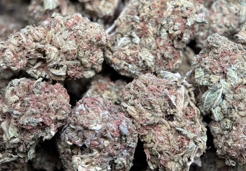 White Widow dense cannabis buds covered in white trichomes 4