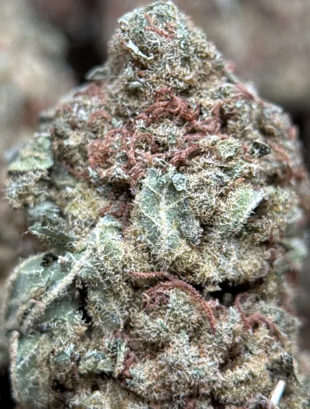 White Widow dense cannabis buds covered in white trichomes 5