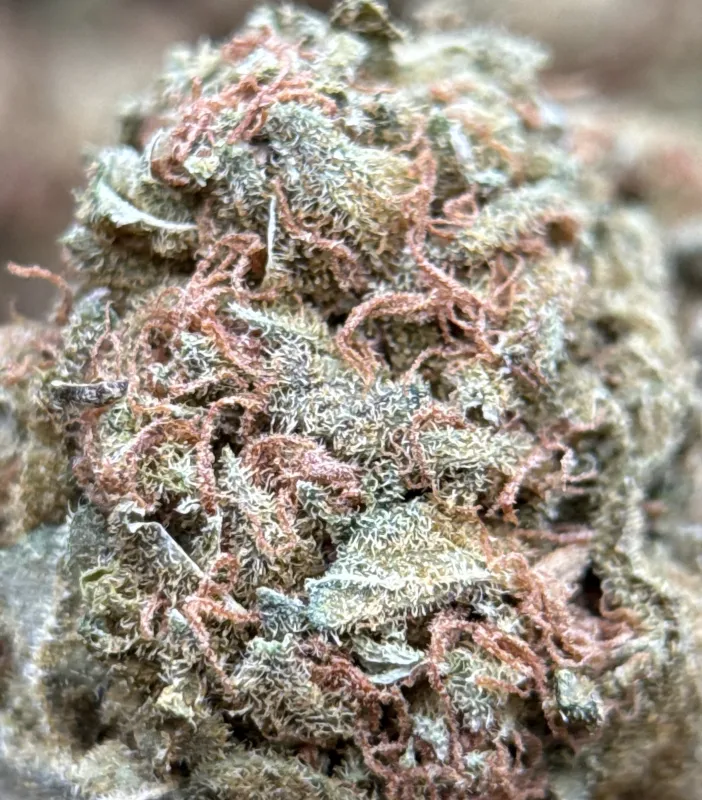 White Widow dense cannabis buds covered in white trichomes 6