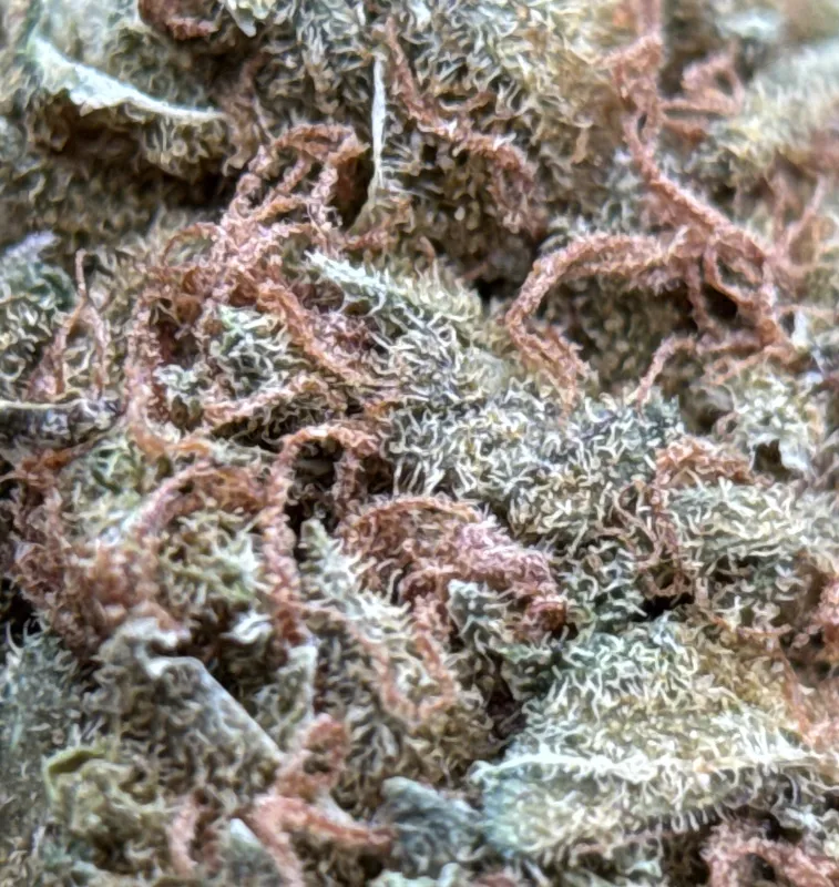 White Widow dense cannabis buds covered in white trichomes 7