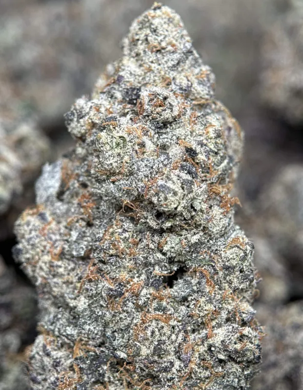 Your First Love indica cannabis flower with a frosted surface 3