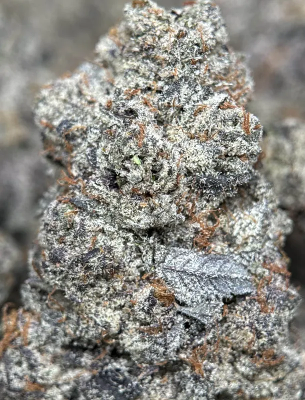 Your First Love indica cannabis flower with a frosted surface 4